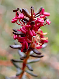 Attēlu rezultāti vaicājumam “Empetrum nigrum”