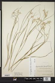 Attēlu rezultāti vaicājumam “Luzula luzuloides fruit”