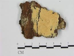 Attēlu rezultāti vaicājumam “Oxyporus corticola”