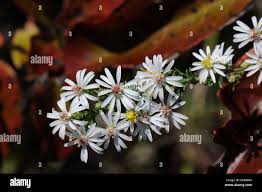Attēlu rezultāti vaicājumam “Symphyotrichum x salignum leaf”