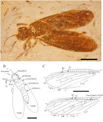 Attēlu rezultāti vaicājumam “Megaloptera”