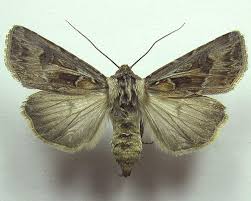 Attēlu rezultāti vaicājumam “Agrotis vestigialis”