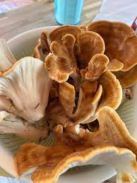 Attēlu rezultāti vaicājumam “Bondarzewia mesenterica”