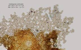 Attēlu rezultāti vaicājumam “Melampsoridium sp.”