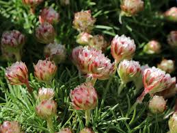 Image result for Grasnelke