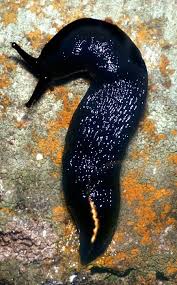 Attēlu rezultāti vaicājumam “Limax cinereoniger”