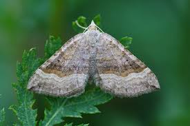Attēlu rezultāti vaicājumam “Scotopteryx chenopodiata”