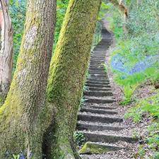 Image result for Pontardawe Rugby Football Club