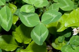 Attēlu rezultāti vaicājumam “Trifolium pratense leaf”