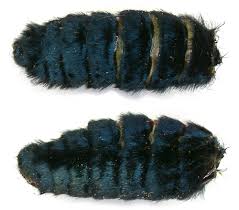 Attēlu rezultāti vaicājumam “Zygaena lonicerae larva”