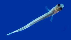 Image result for Coregonus lavaretus oxyrinchus