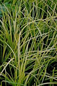 Image result for Acorus calamus
