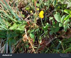 Attēlu rezultāti vaicājumam “Ranunculus auricomus”