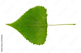 Attēlu rezultāti vaicājumam “Populus tremula leaf”