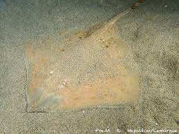 Image result for Raja asterias