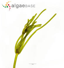 Attēlu rezultāti vaicājumam “Nitella flexilis”