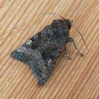 Attēlu rezultāti vaicājumam “Euplexia lucipara”