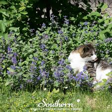 Image result for Nepeta cataria