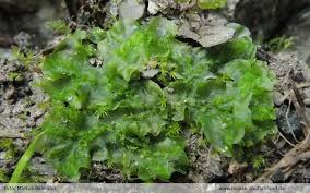 Attēlu rezultāti vaicājumam “Moerckia hibernica”