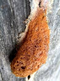 Attēlu rezultāti vaicājumam “Fuligo septica var. rufa”