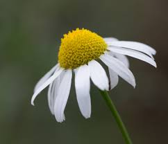 Image result for Matricaria recutita (chamomilla)