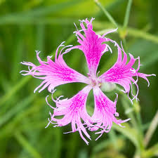 Image result for Dianthus superbus