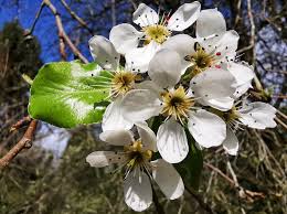 Attēlu rezultāti vaicājumam “Pyrus pyraster”
