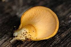 Attēlu rezultāti vaicājumam “Panellus serotinus”