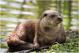 Attēlu rezultāti vaicājumam “Lutra lutra”