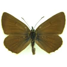 Attēlu rezultāti vaicājumam “Eumedonia eumedon”