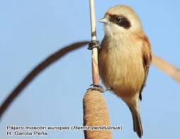 Image result for Remiz pendulinus