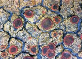 Attēlu rezultāti vaicājumam “Caloplaca scopularis”