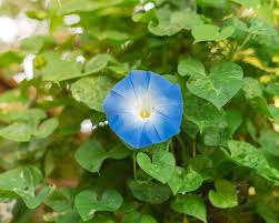 Image result for Prunkwinde