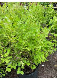 Attēlu rezultāti vaicājumam “Symphoricarpos albus”