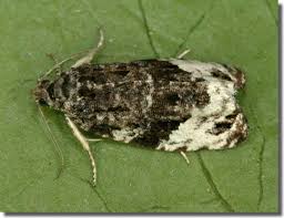 Attēlu rezultāti vaicājumam “Apotomis betuletana”