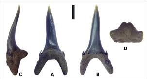 Image result for Carcharias taurus