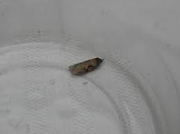 Attēlu rezultāti vaicājumam “Semioscopis avellanella imago”