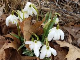 Attēlu rezultāti vaicājumam “Galanthus nivalis fruit”