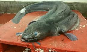Image result for Conger conger