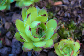 Image result for echtes Hauswurz