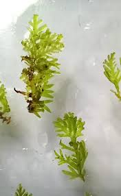 Attēlu rezultāti vaicājumam “Riccardia latifrons”