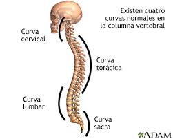 Image result for Curves