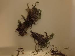 Attēlu rezultāti vaicājumam “Scapania apiculata”