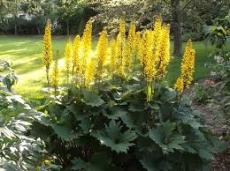 Attēlu rezultāti vaicājumam “Ligularia sibirica flower”