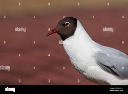 Image result for Chroicocephalus ridibundus