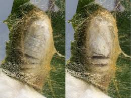 Attēlu rezultāti vaicājumam “Falcaria lacertinaria”