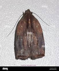 Attēlu rezultāti vaicājumam “Depressariidae”