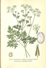 Attēlu rezultāti vaicājumam “Anthriscus”