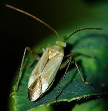 Attēlu rezultāti vaicājumam “Adelphocoris lineolatus imago”