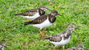 Attēlu rezultāti vaicājumam “Arenaria interpres”